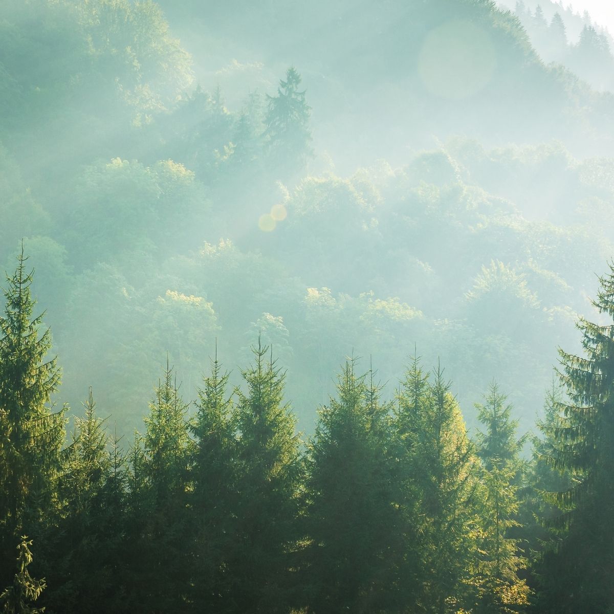Fichtennadelöl bio – Picea abies aus Italien - von ESSENCE-PUR | naturrein & hochwertig