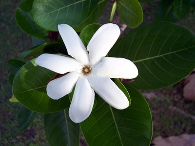 Blüte der Tiare zur Gewinnung von Tiare absolue 100%