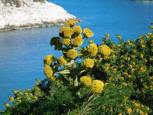 Galbanum Pflanze (Ferula galbaniflua) in natürlicher Umgebung in Vorderasien