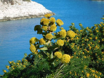 Galbanum Pflanze (Ferula galbaniflua) in natürlicher Umgebung in Vorderasien