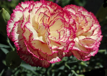 Gartennelke Absolue 100% (Carnation Absolue) - von ESSENCE - PUR | naturrein & hochwertig