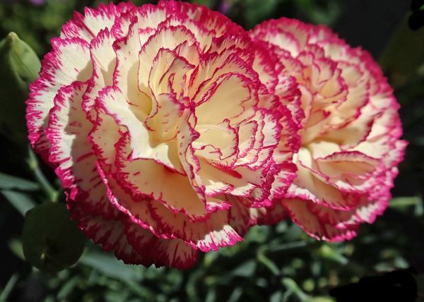 Nahaufnahme von zweifarbigen Gartennelkenblüten (Dianthus caryophyllus) in Cremeweiß mit kräftig pinkfarbenem Rand