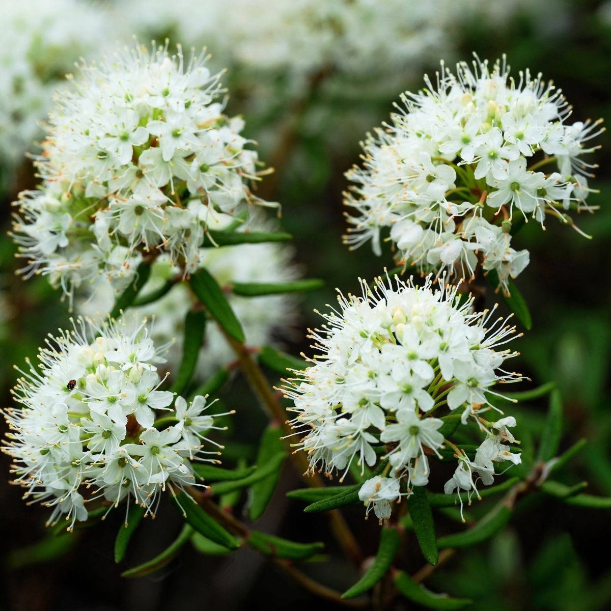 Grönland-Porst Hydrolat bio – Labrador-Tee (Ledum groenlandicum) - von ESSENCE-PUR | naturrein & hochwertig