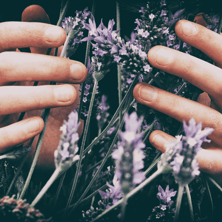 Zwei Hände umfassen frische Lavendelblüten – Detailaufnahme der Pflanze als Grundlage für hochwertiges Lavendelöl.