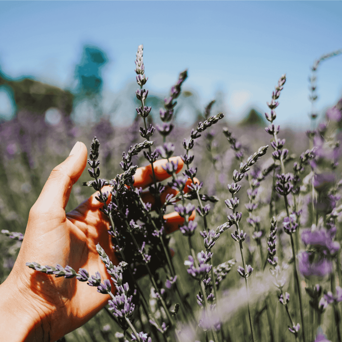 Hand berührt zarte Lavendelblüten in einem blühenden Lavendelfeld – Sinnbild für die aromatische Herkunft von Lavendelöl.