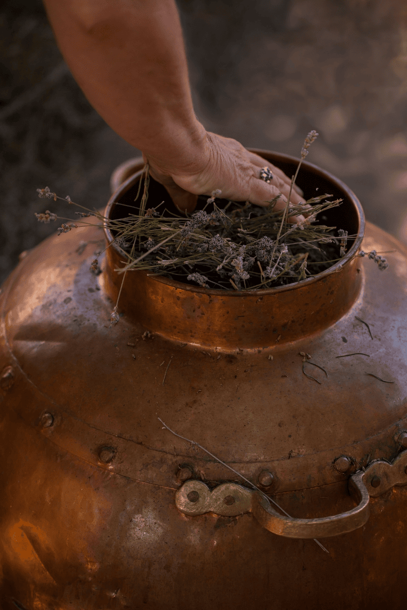 Hand legt frische Lavendelblüten in eine traditionelle Kupferdestille – Herstellung von naturreinem ätherischem Lavendelöl