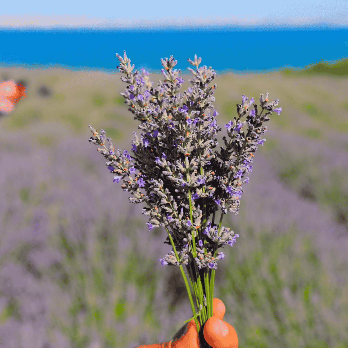 Hand hält einen frischen Lavendelstrauß vor blauem Meer und Lavendelfeld – Symbol für Reinheit und Natürlichkeit des Lavendelöls.