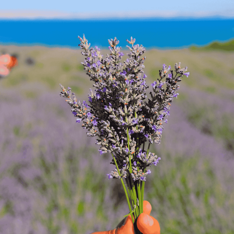 Hand hält einen frischen Lavendelstrauß vor blauem Meer und Lavendelfeld – Symbol für Reinheit und Natürlichkeit des Lavendelöls.