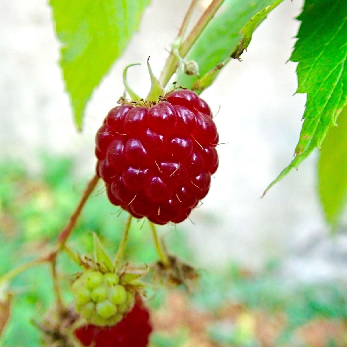 Himbeersamen Öl bio - von ESSENCE - PUR | naturrein & hochwertig