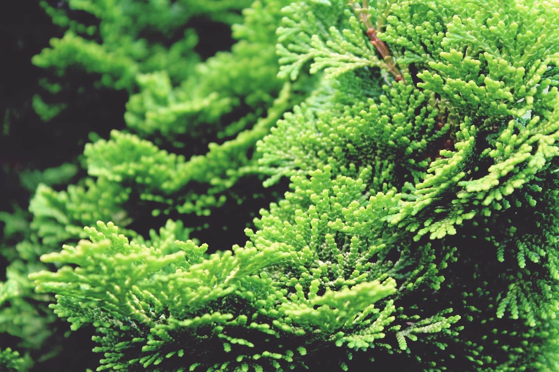 Nahaufnahme frischer, leuchtend grüner Zweige der Hinoki-Scheinzypresse (Chamaecyparis obtusa)