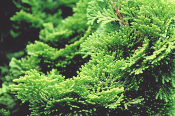 Hinoki Holz (ätherisches Öl) - von ESSENCE - PUR | naturrein & hochwertig
