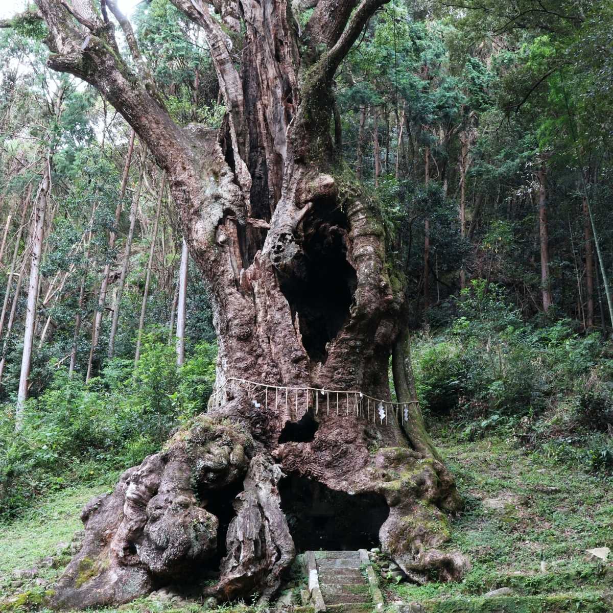 Ho-Holzöl | Sanfte Harmonie aus dem Kampferbaum - von ESSENCE-PUR | naturrein & hochwertig