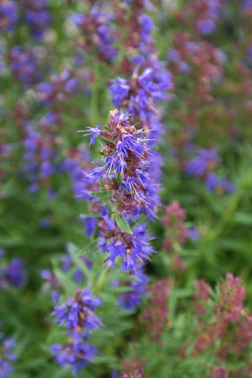 Ysop Öl ct. Cineol (Hyssopus officinalis var. decumbens) – aus Spanien - von ESSENCE - PUR | naturrein & hochwertig