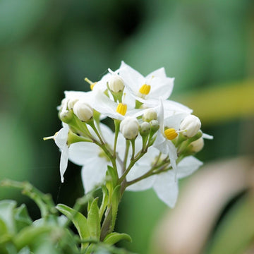 Jasmin Hydrolat - von ESSENCE - PUR | naturrein & hochwertig