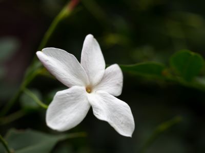 Weiße Blüte von Jasminum grandiflorum für Jasmin Grand Cru Absolue.