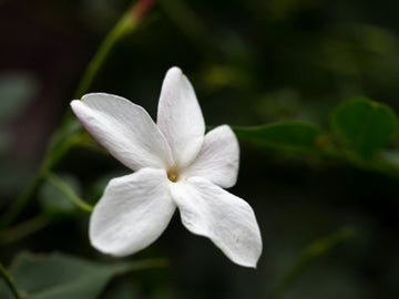 Weiße Blüte von Jasminum grandiflorum für Jasmin Grand Cru Absolue.
