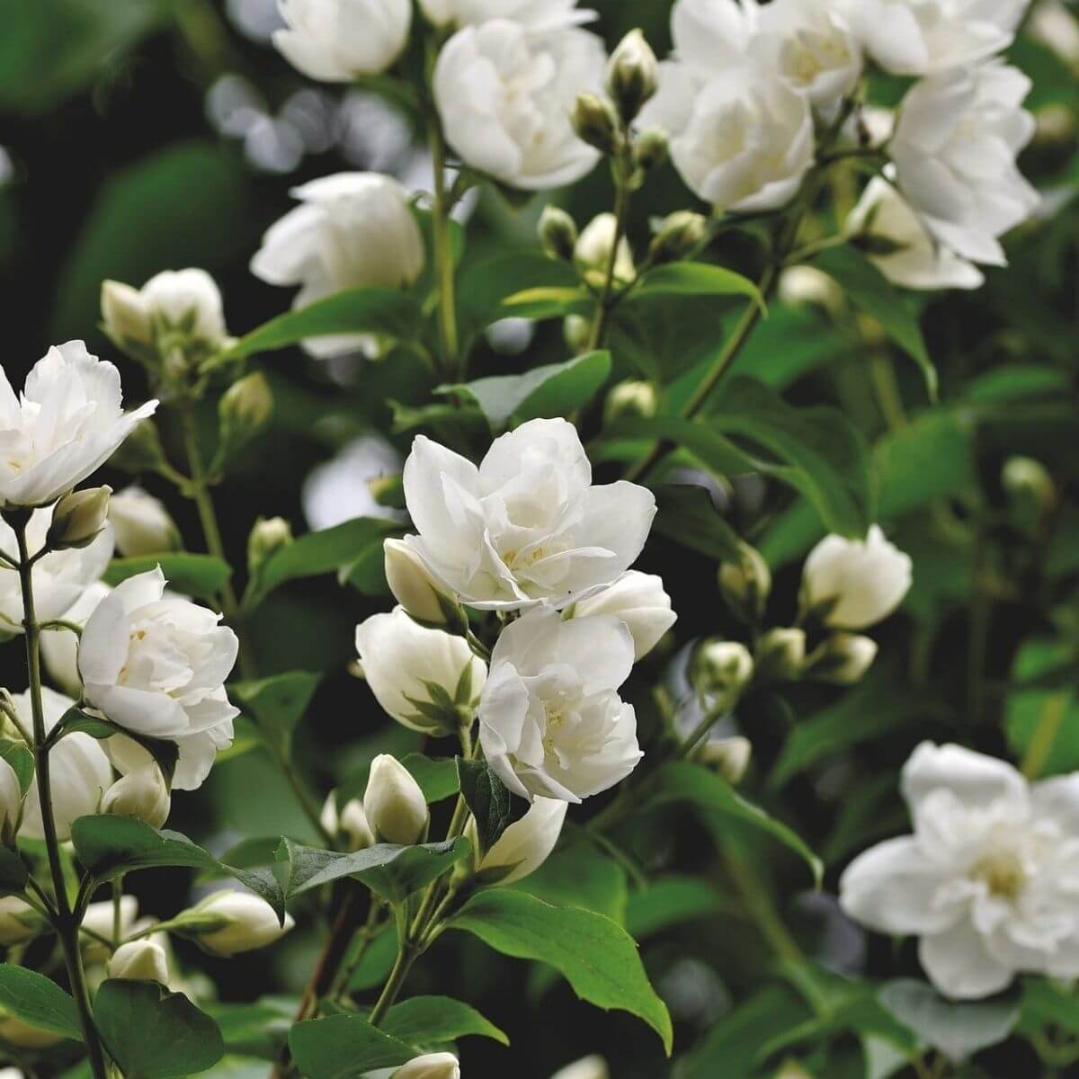 Jasmin Sambac Absolue 20 % – in Bio-Weingeist - von ESSENCE-PUR | naturrein & hochwertig