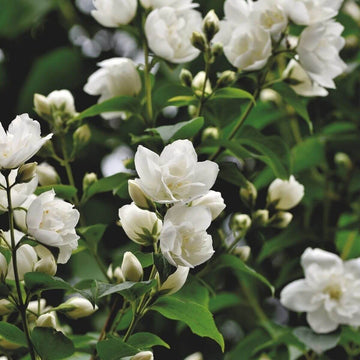 Jasmin Sambac Absolue 20 % – in Bio-Weingeist - von ESSENCE-PUR | naturrein & hochwertig