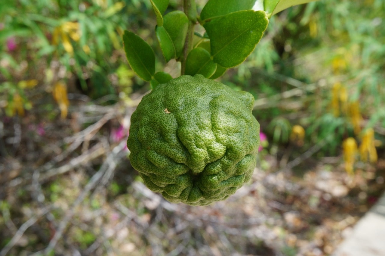kaffern-limette-kafir-limette zur Gewinnung von Combava bio - Kaffirlimette bio (ätherisches Öl)
