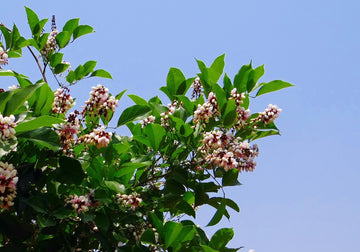 Karanj Öl (Pongamia pinnata) – Ätherisches Öl aus Indien - von ESSENCE - PUR | naturrein & hochwertig