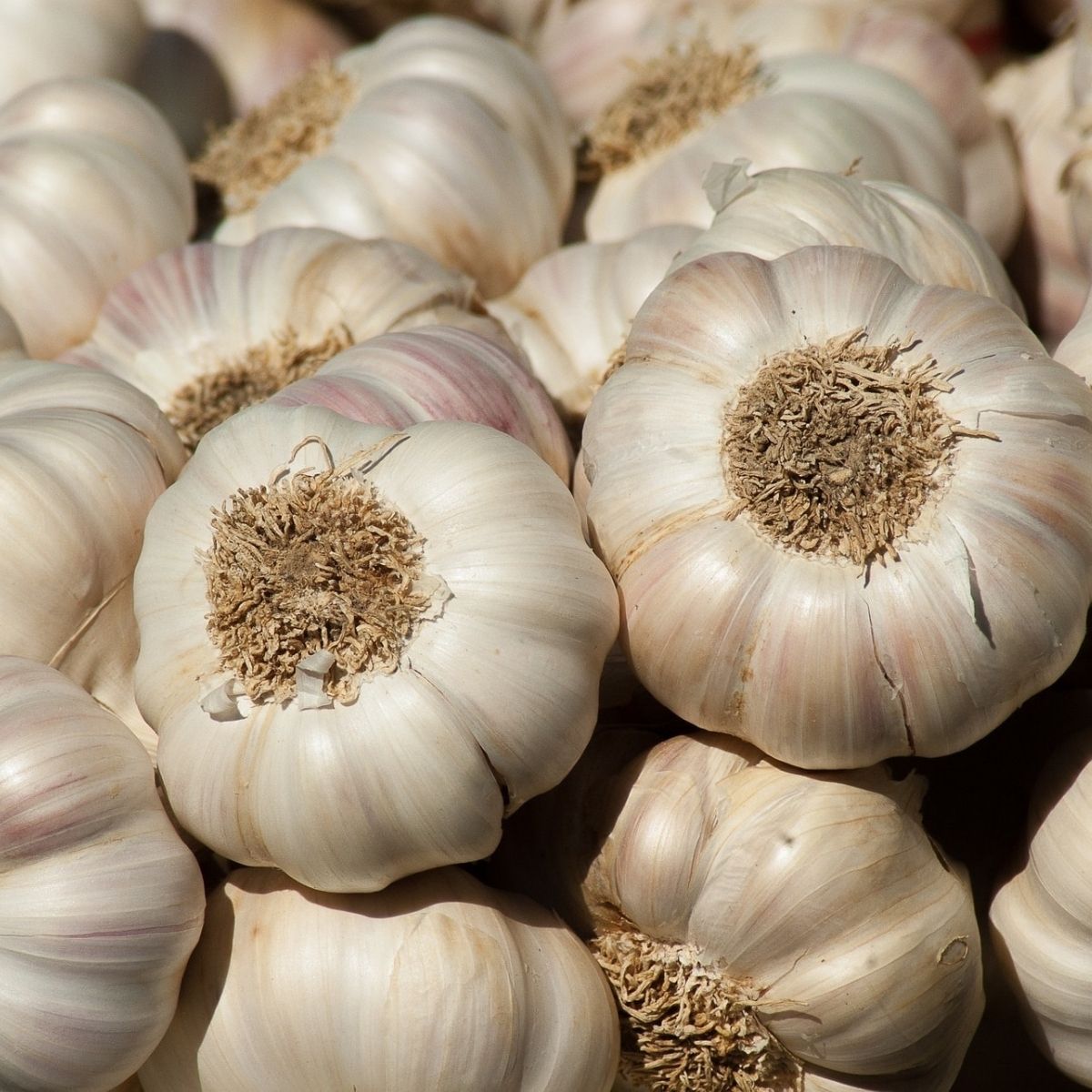 Knoblauchöl naturrein (ätherisches Öl) - von ESSENCE-PUR | naturrein & hochwertig