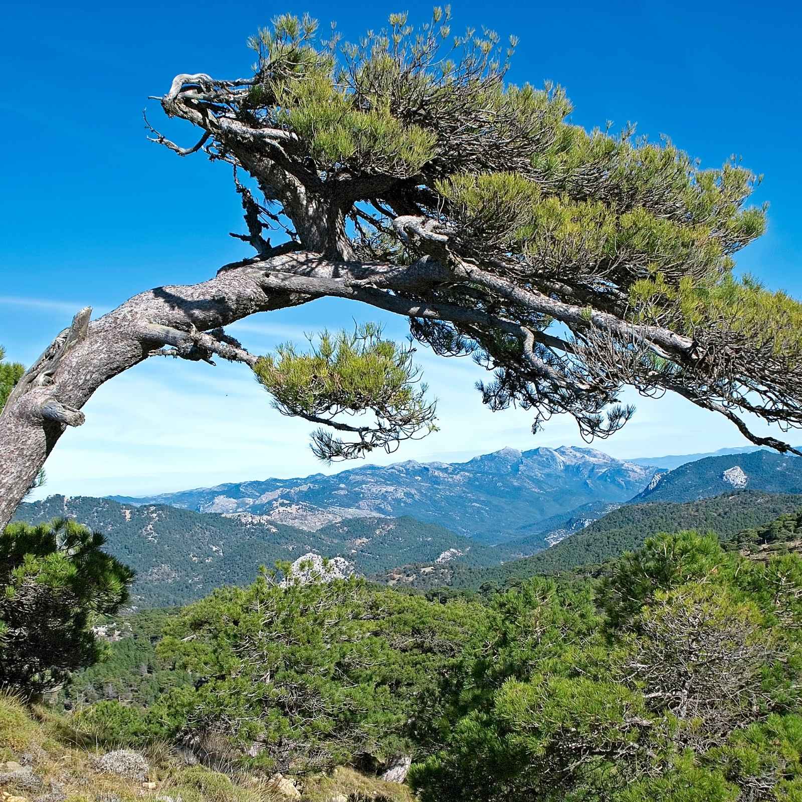 Korsische Bergkiefer (Pinus nigra laricio) in den Höhen Korsikas mit Blick über die Berglandschaft unter blauem Himmel.