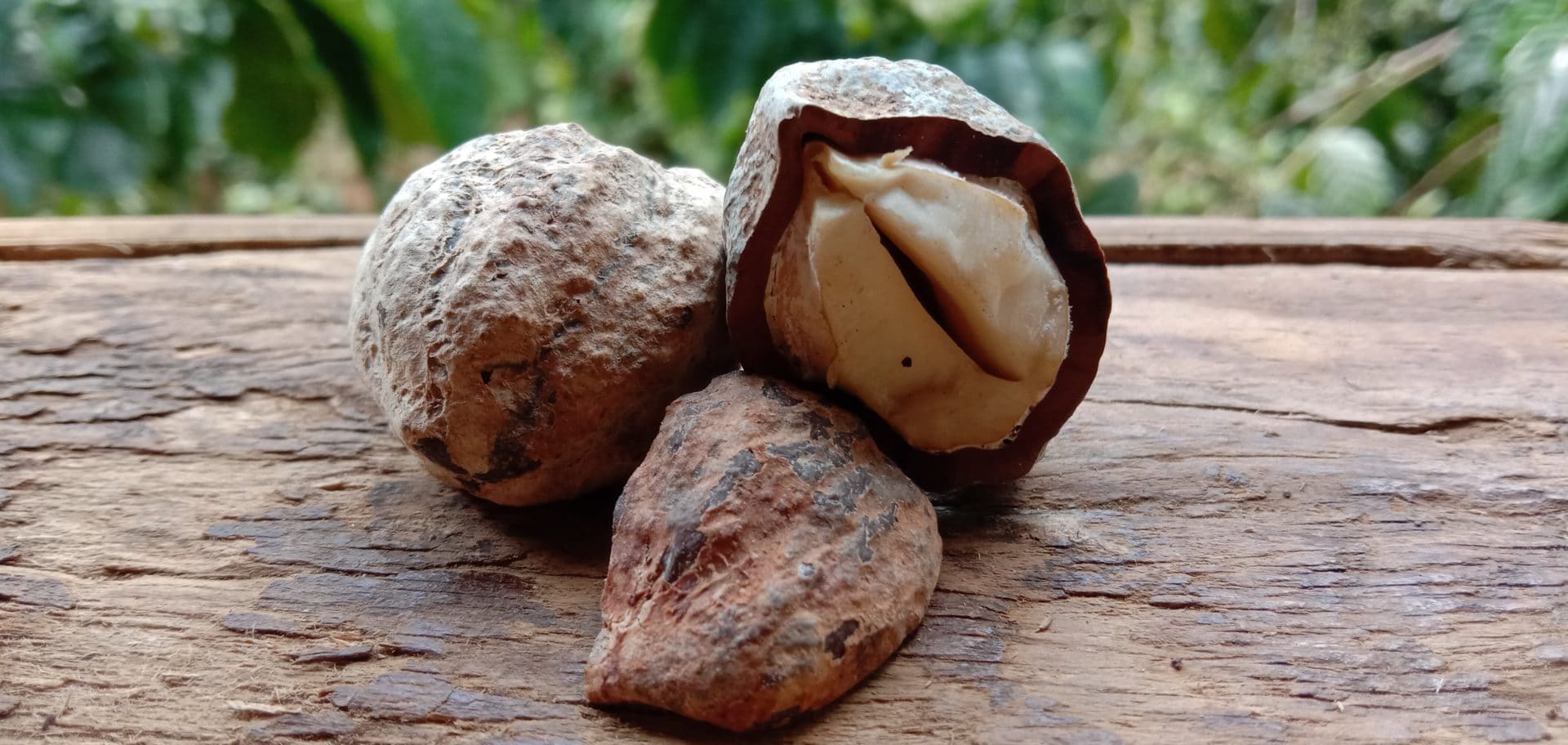 Kukuinuss (Aleurites moluccana) mit geöffneter Schale und Samen als Rohstoff für hochwertiges Kukuinussöl