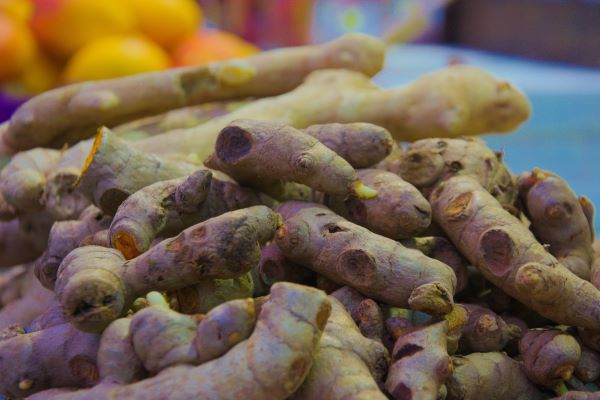 Frische Kurkumawurzeln (Gelbwurzel, Curcuma longa L.) aus Madagaskar – Ausgangsmaterial für die Destillation des naturreinen ätherischen Kurkumaöls von ESSENCE-PUR
