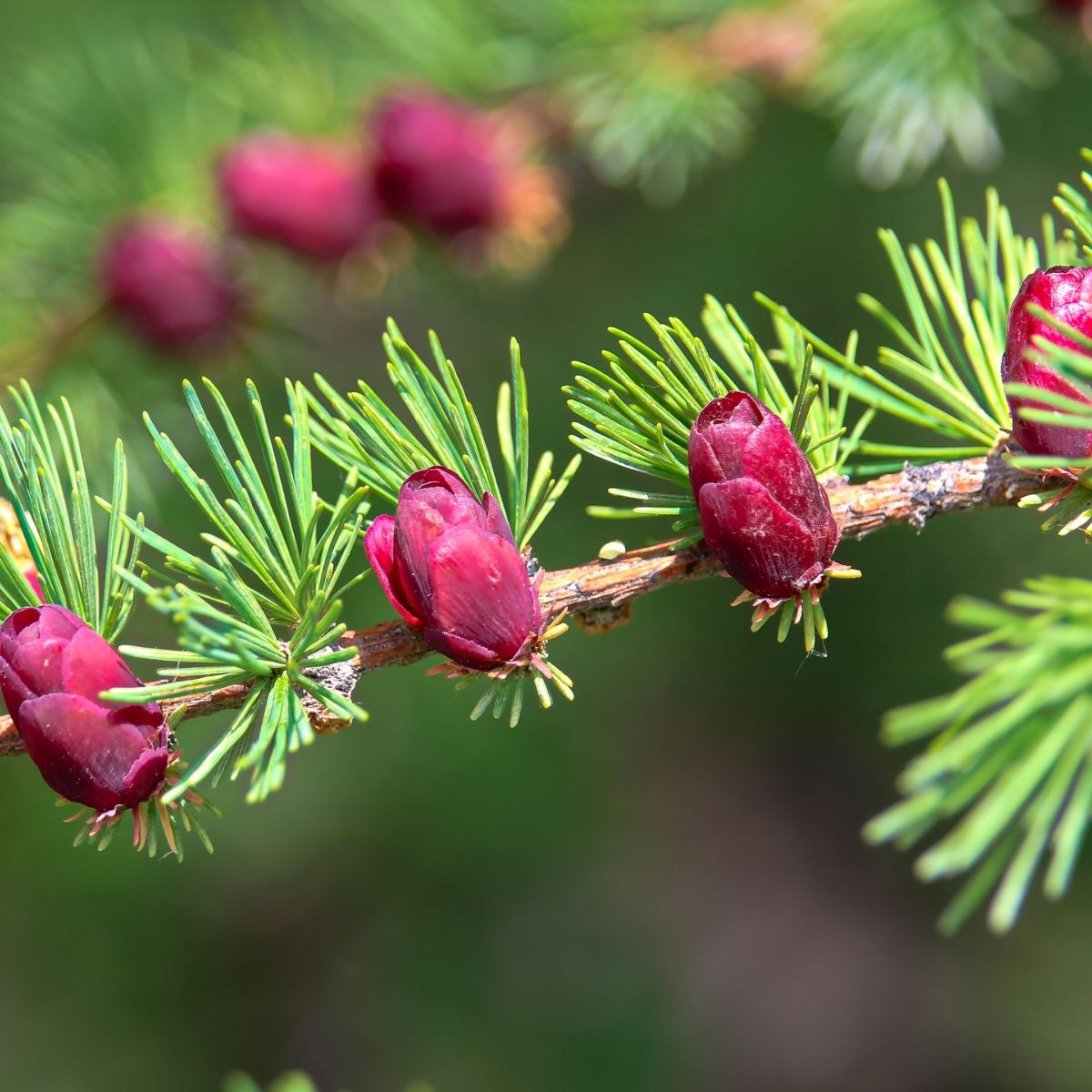 Tamarack-Lärche (Larix laricina) mit jungen roten Zapfen – Ursprung des ätherischen Lärchenöls bio aus Kanada