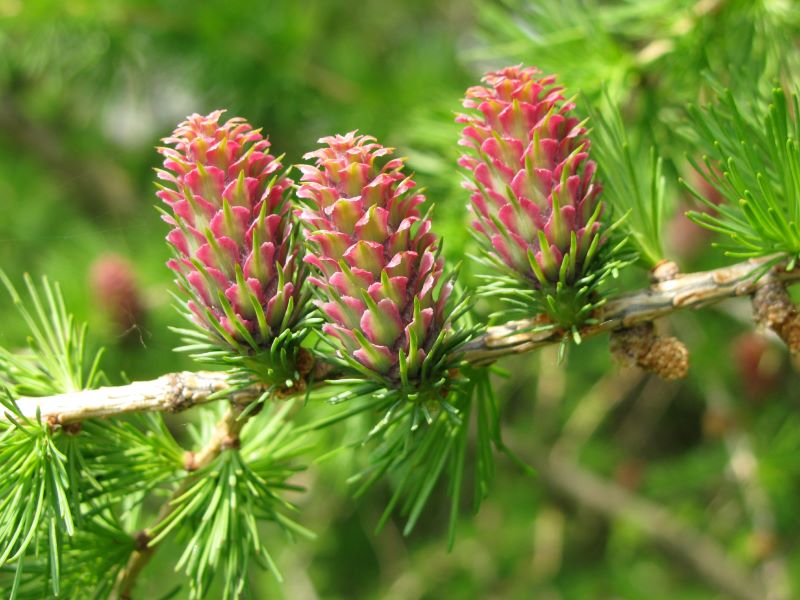 Junge Lärchenzapfen an frischen grünen Zweigen (Larix decidua) – Symbol für die alpine Herkunft des Bio-Lärchen Hydrolats, naturrein und in Österreich destilliert.