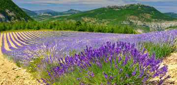 Lavendelöl Hochland (1.300m) bio (ätherisches Öl) - von ESSENCE - PUR | naturrein & hochwertig