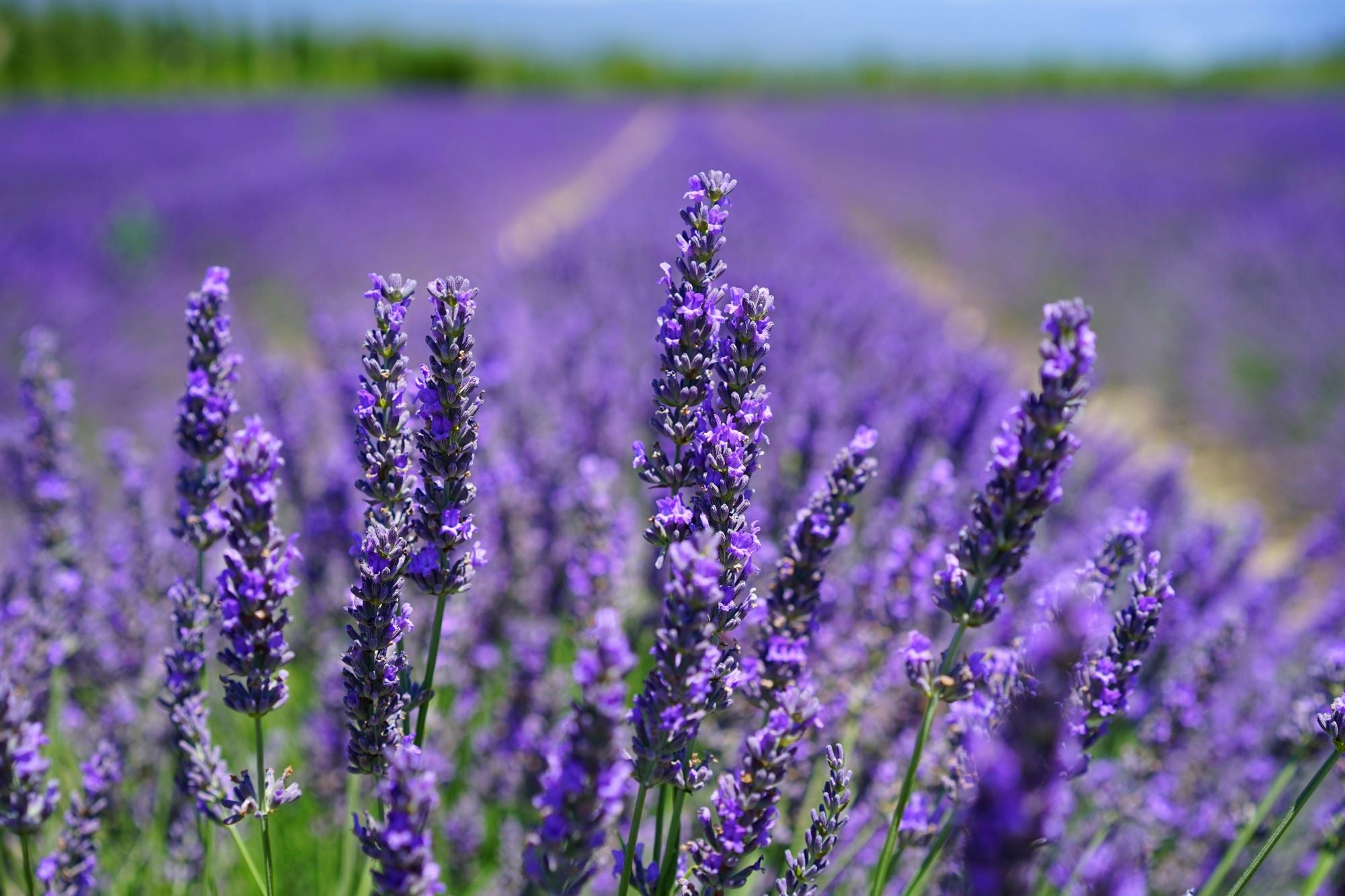 Blühendes Lavendelfeld mit kräftigen violetten Blüten unter blauem Himmel – natürliche Quelle des ätherischen Lavendelöls.