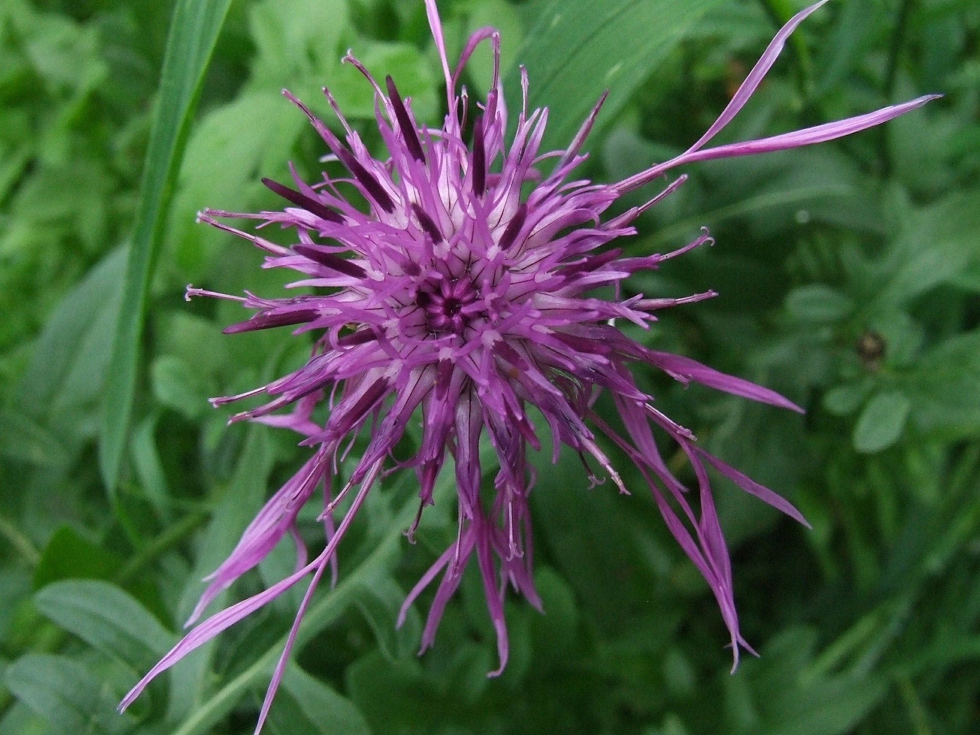Leuchtende Prachtscharte (Liatris spicata) – Basis für einen hochwertigen 30% Auszug in Bio-Alkohol