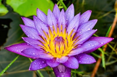 Blauer Lotus Nymphaea caerulea mit violett-blauer Blüte – Ursprung des Lotus Blau Absolue aus Sri Lanka