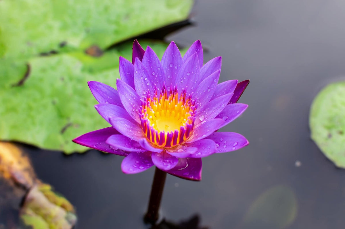 Blauer Lotus Nymphaea caerulea mit violett-blauer Blüte – Ursprung des Lotus Blau Absolue