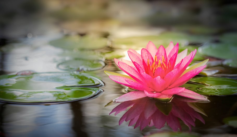 Pinkfarbener Lotus (Nelumbo nucifera) auf ruhigem Teich mit grünen Seerosenblättern