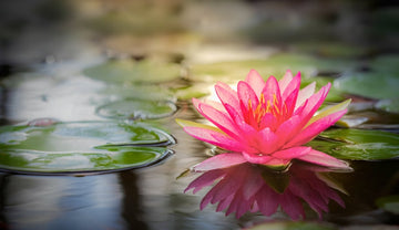 Pinkfarbene Lotusblüte auf einem Teich – Duftwelt von Lotus Pink Absolue aus Sri Lanka
