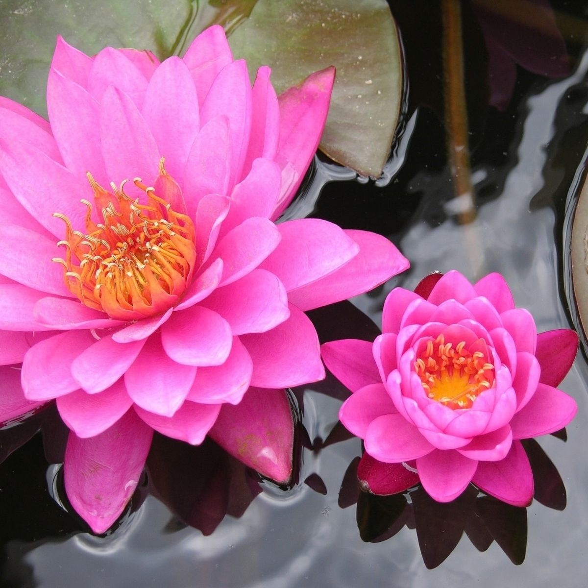 Lotus Pink Absolue 30 % – in Bio-Weingeist - von ESSENCE-PUR | naturrein & hochwertig