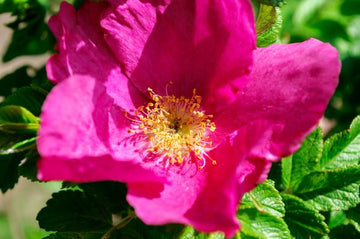 Mairosen Hydrolat bio (Mairosenwasser) - Rose centifolia - von ESSENCE - PUR | naturrein & hochwertig