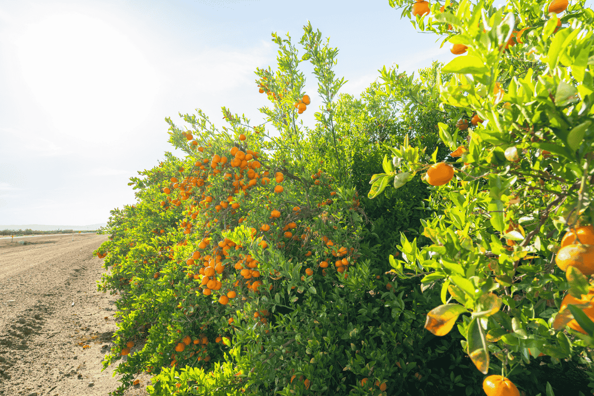 Reife Mandarinenbäume voller oranger Früchte am Feldrand unter blauem Himmel – Anbaugebiet für die Gewinnung von ätherischem Mandarinenöl.