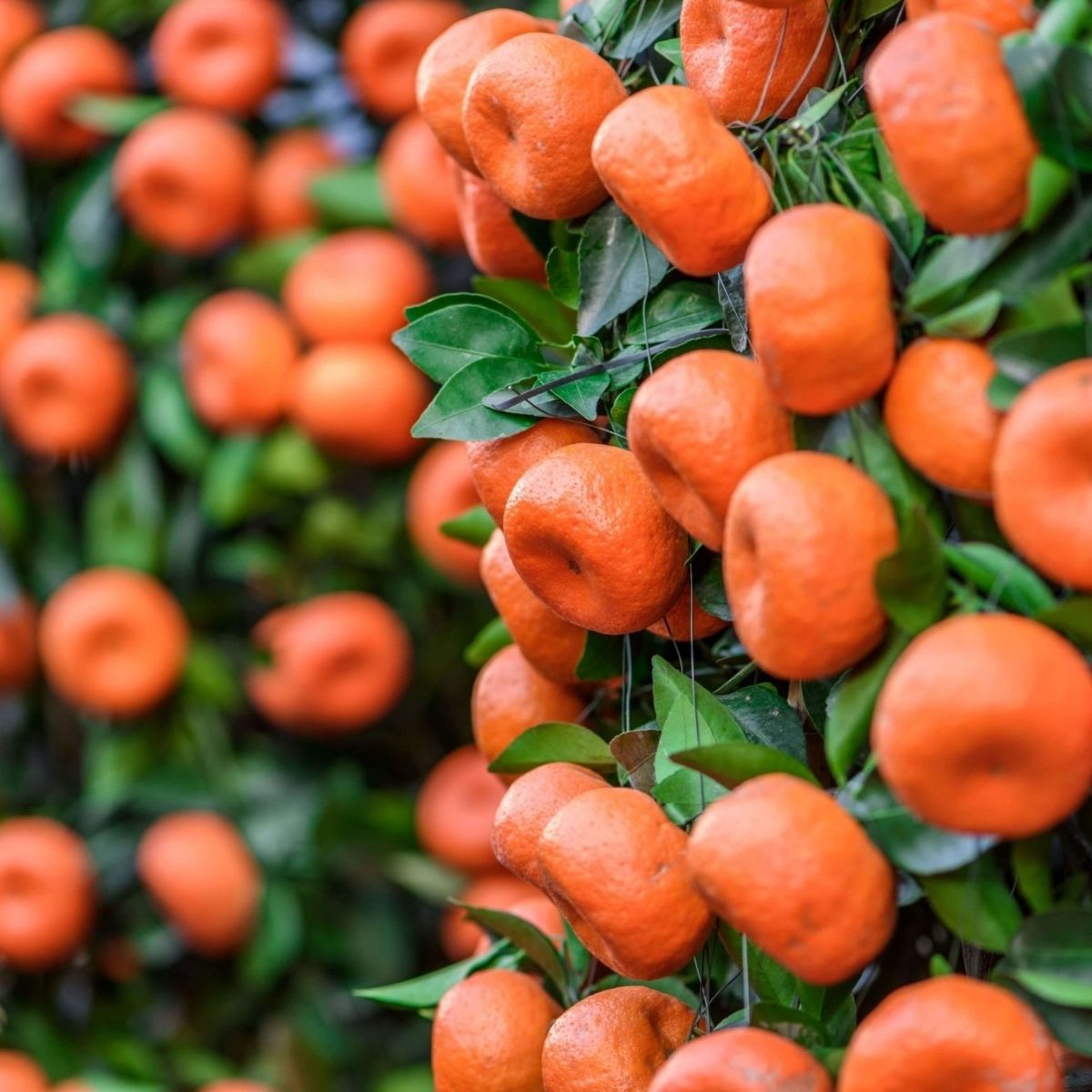 Mandarinenöl rot bio 🍊 süß, weich & fruchtig - von ESSENCE-PUR | naturrein & hochwertig