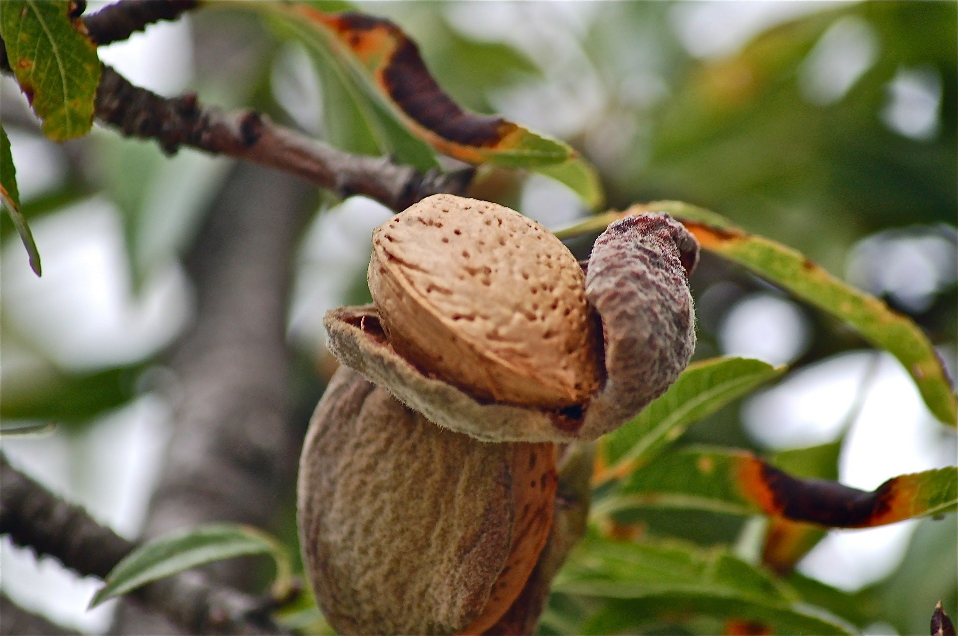 Mandelfrucht am Baum – Rohstoff für kaltgepresstes Bio Mandelöl