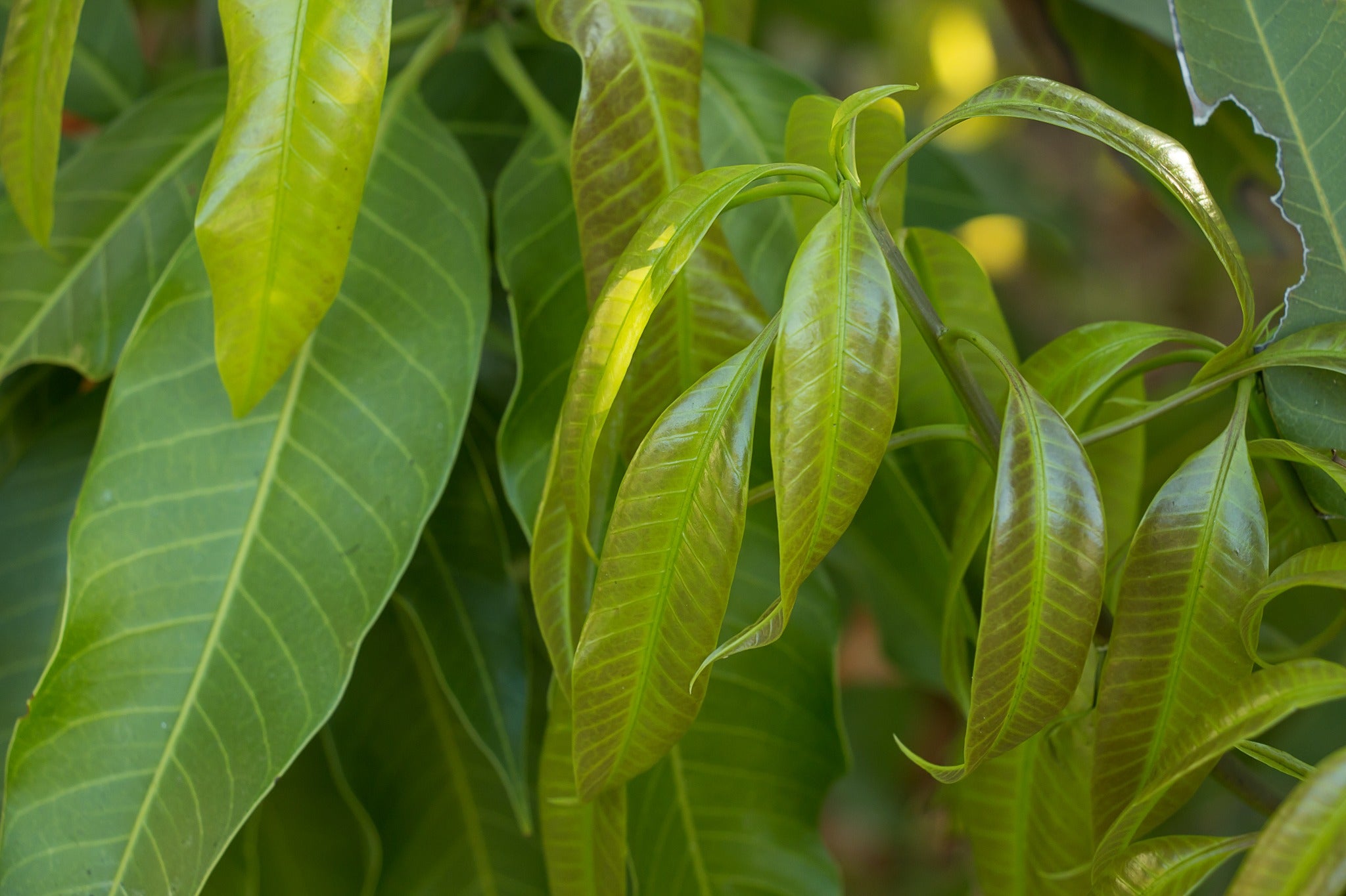 Frische grüne Blätter des Mangobaums (Mangifera indica) in der Natur