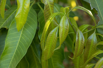 Mangoblatt Absolue 50% (Bio - Alkoholverdünnung) - von ESSENCE - PUR | naturrein & hochwertig