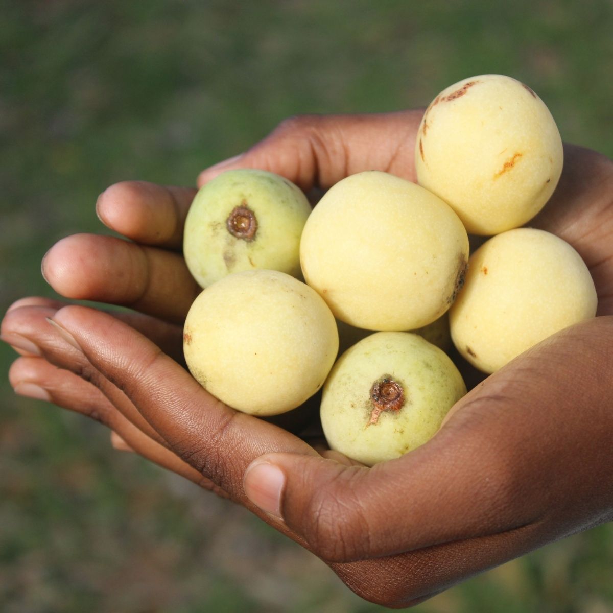 Marulaöl Bio – frische Marulafrüchte in der Hand als Rohstoff für hochwertiges Marulaöl