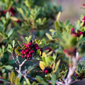 Mastix Hydrolat bio (Pistacia lentiscus) aus Korsika - von ESSENCE - PUR | naturrein & hochwertig