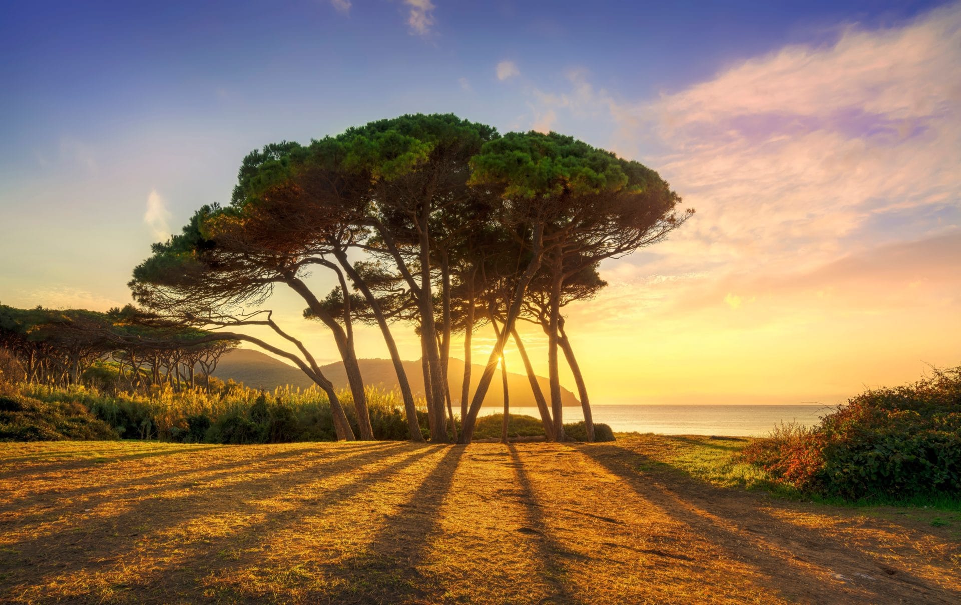 Meerkiefer (Pinus pinaster) am Mittelmeer im Sonnenuntergang