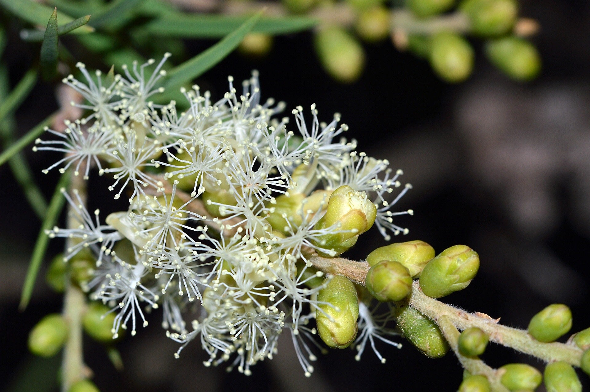 Blühender Zweig des Niaouli-Baums (Melaleuca quinquenervia) mit zarten weißen Blüten – Ursprung des ätherischen Niaouli Linalool Öls