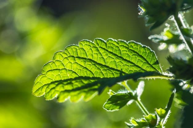Nahaufnahme frischer Melissenblätter (Melissa officinalis) im Sonnenlicht – Heilpflanze für naturreines ätherisches Melissenöl bio von ESSENCE-PUR