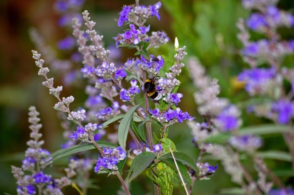 Mönchspfeffer (Vitex agnus-castus) mit violetten Blüten